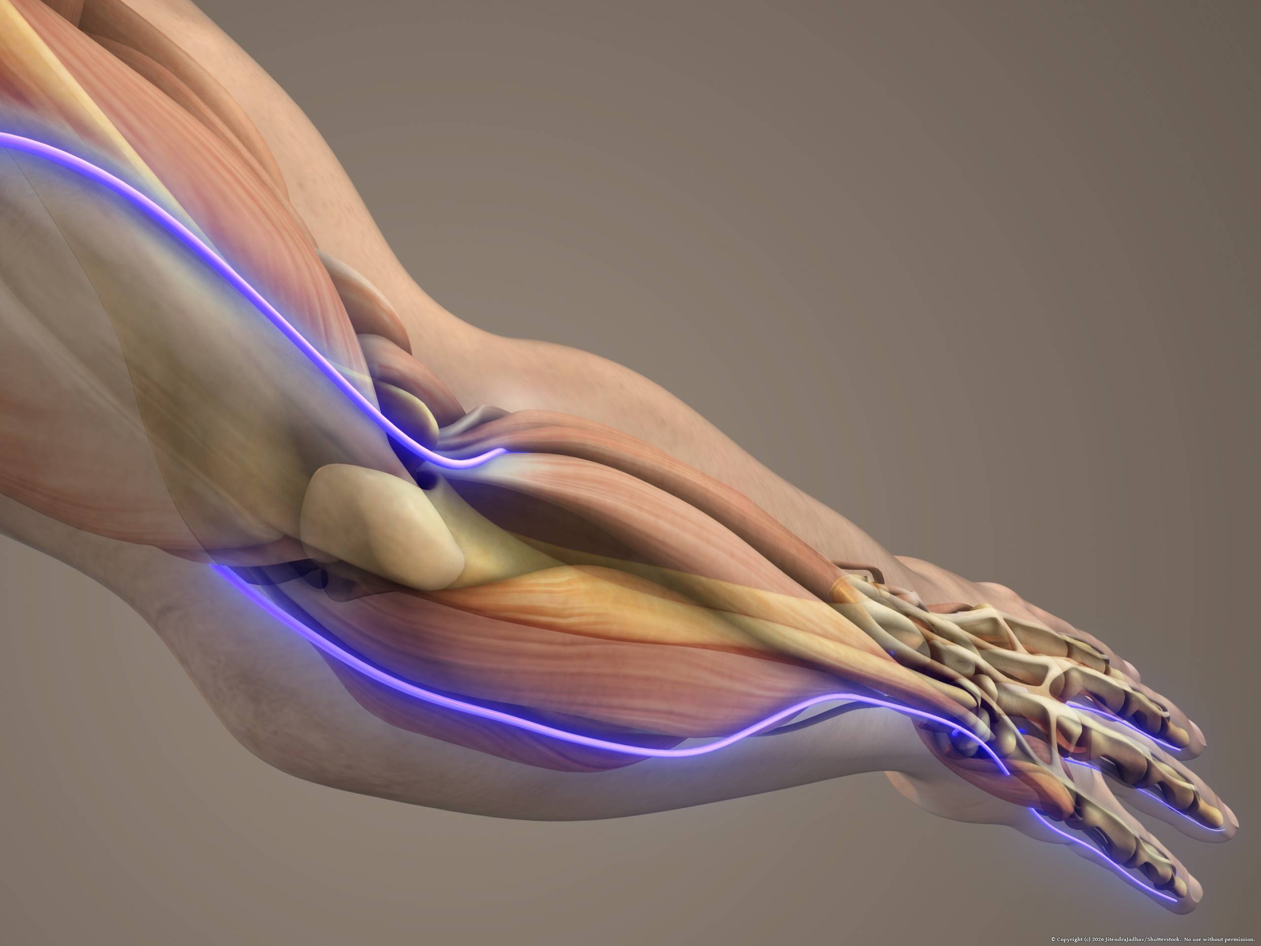 Human,Arm,Ulnar,Nerve,Anatomy,Medical,Concept,3d,Illustration